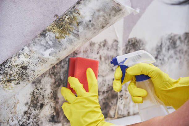 Best Residential Mold Inspection & Testing  in Ellsworth, KS